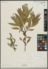 Foto von Salix alba L. x Salix pentandra L.